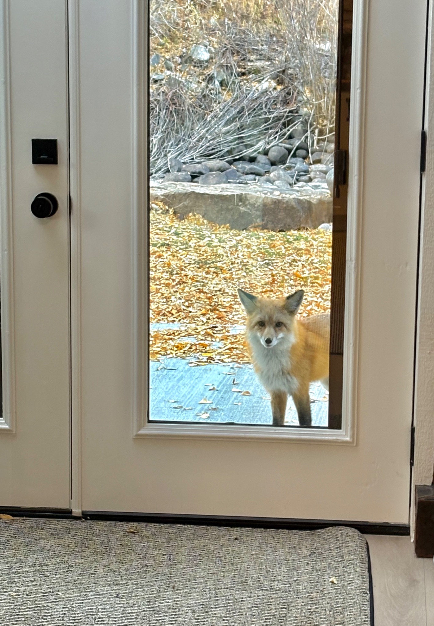 Fox at cabin door